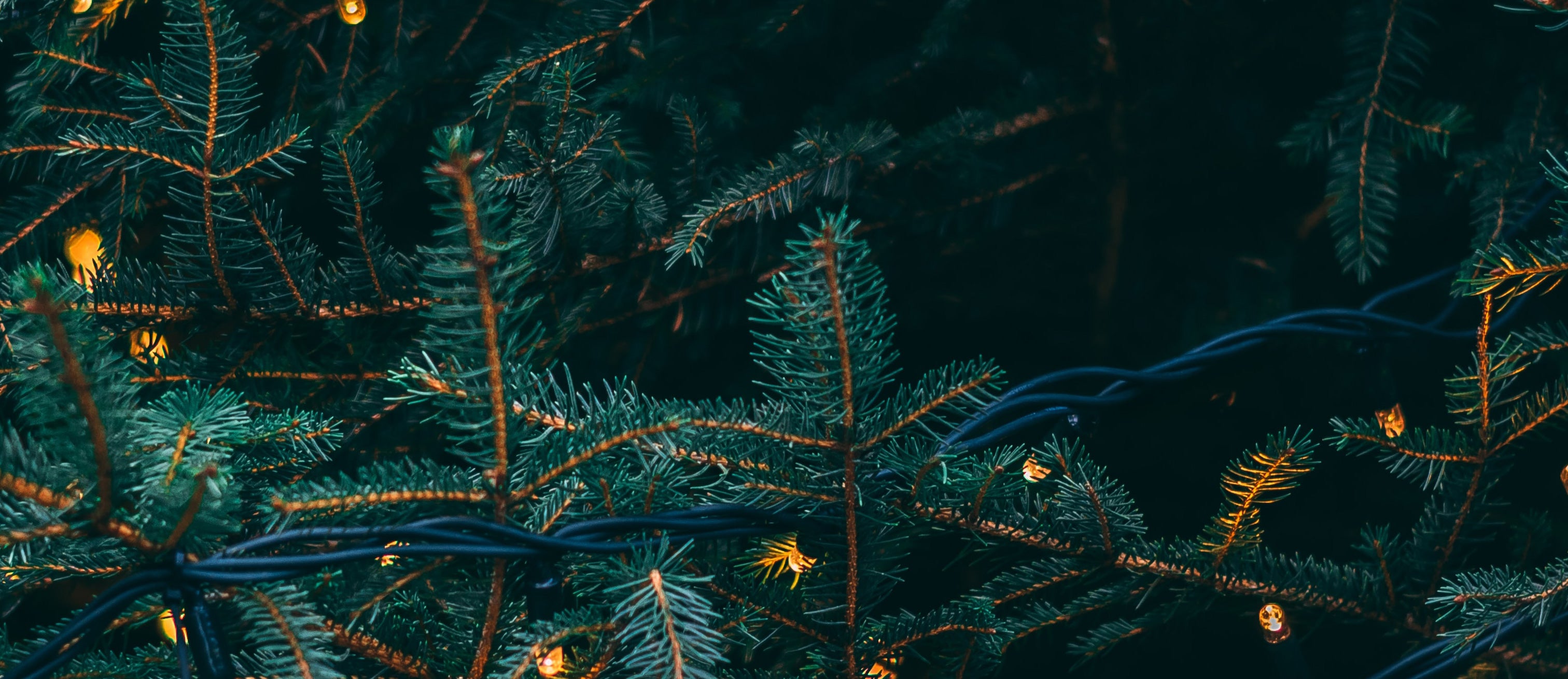 Pine Tree with White String Lights